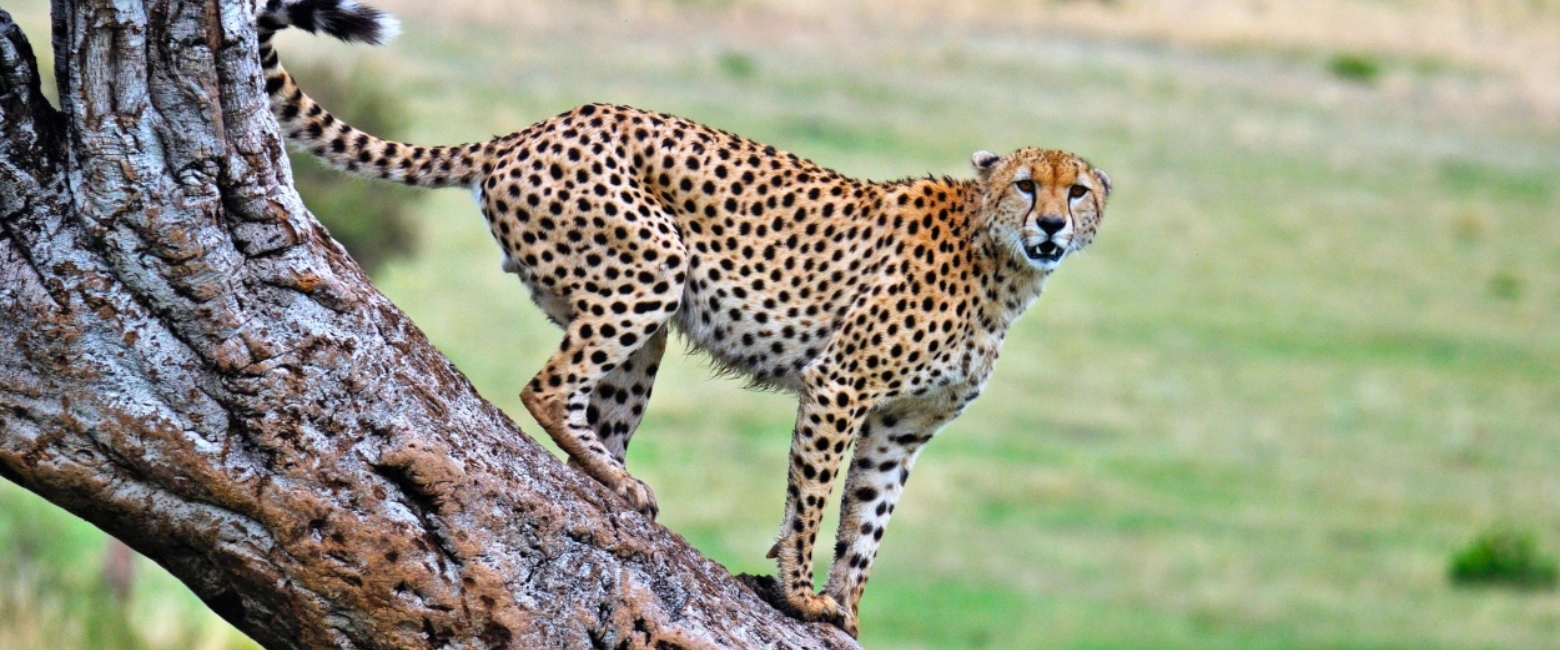 Tanzania Wildlife