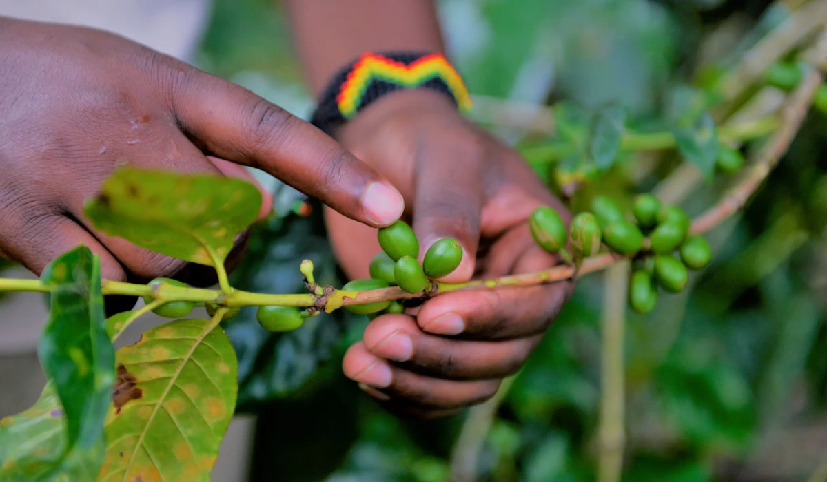 Coffee Visit & Cultural Tourism