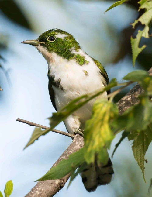 Bird Watching Safari