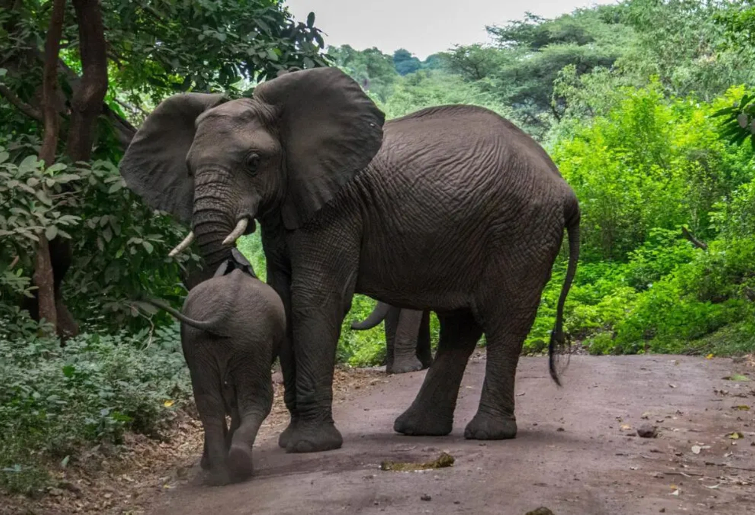 Lake Manyara Day Trip Attractions 