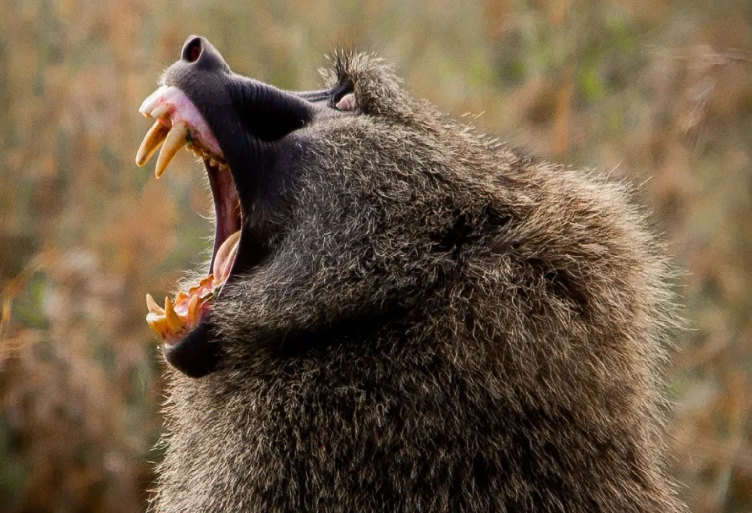 Lake Manyara Day Trip Attractions 