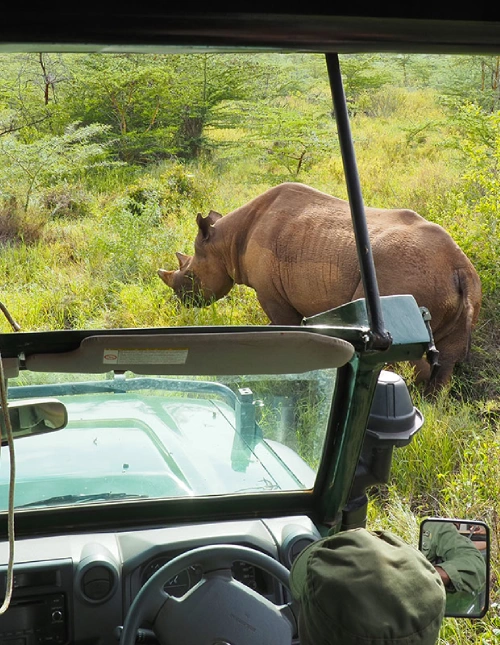 Wildlife Safari