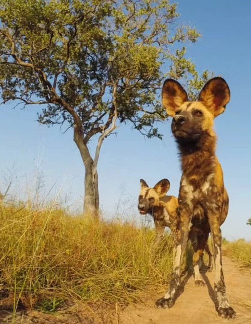 Bird Watching Safari