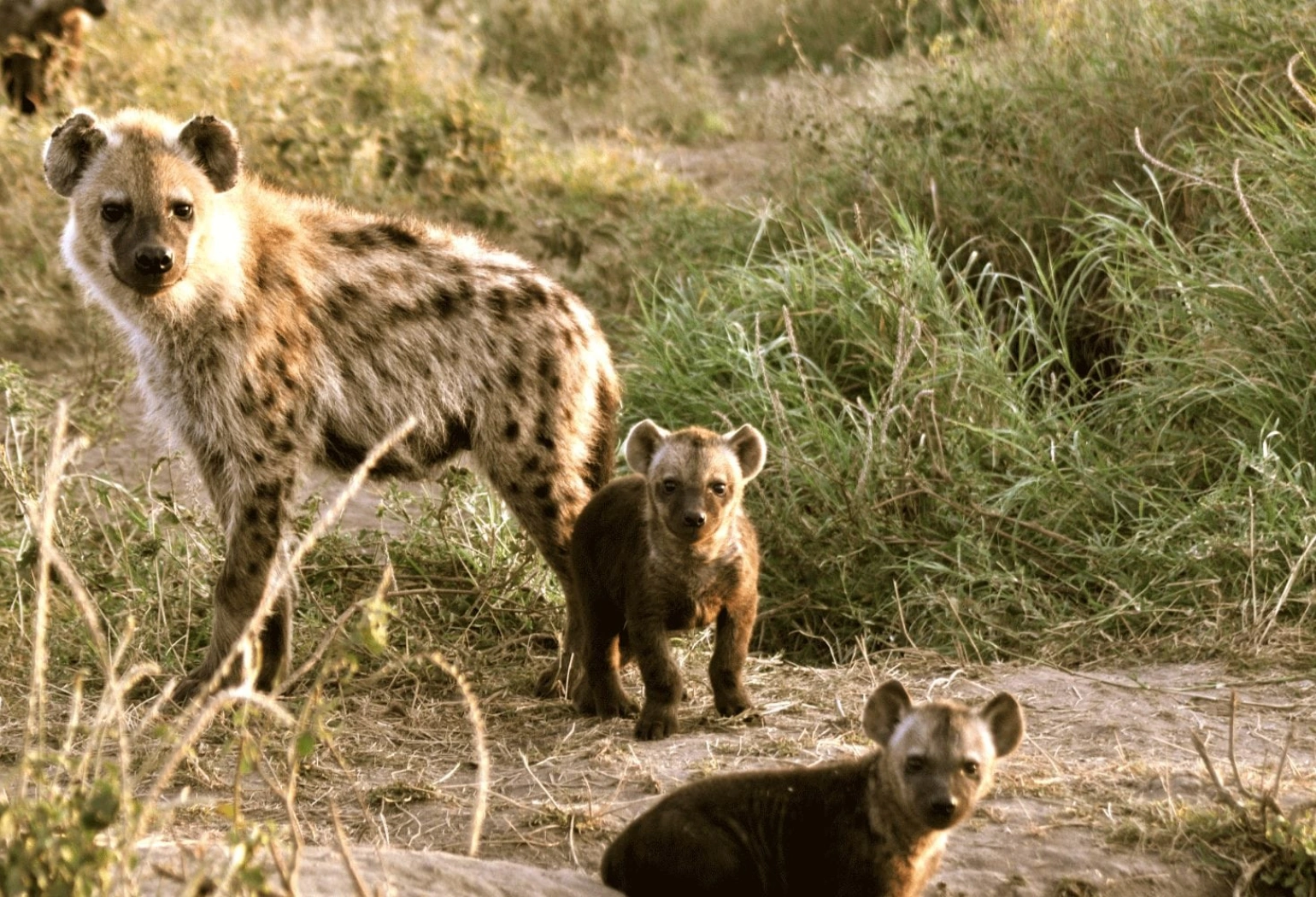 Tarangire Day Trip Attractions 