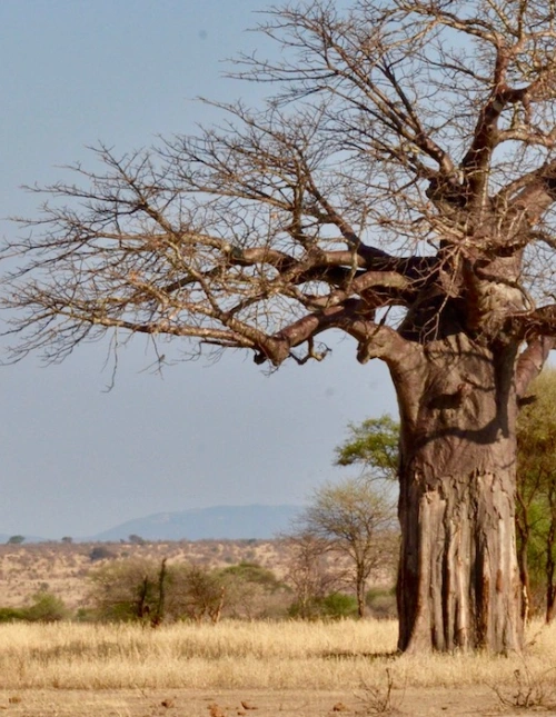 Baobab Tree 