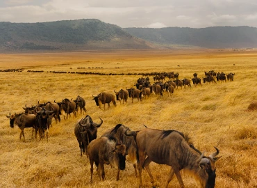Wildebeest Migration 